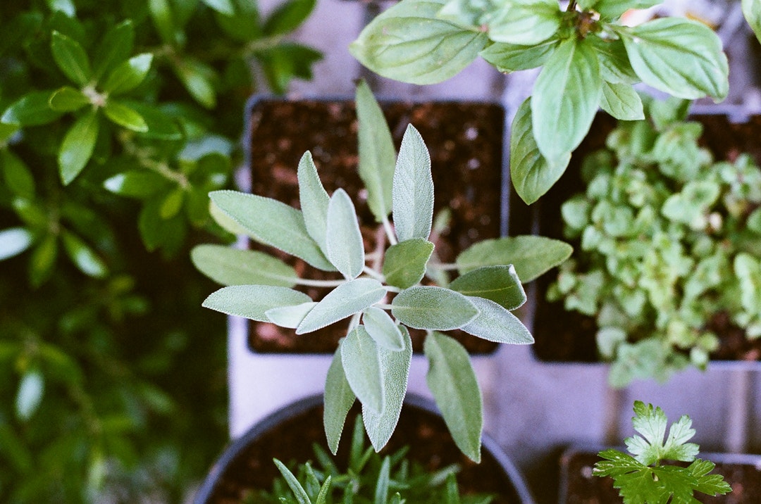 Sometimes you don't have to do more than just look at your garden to find the perfect remedy. Discover the best medicinal plants and how to use them here.