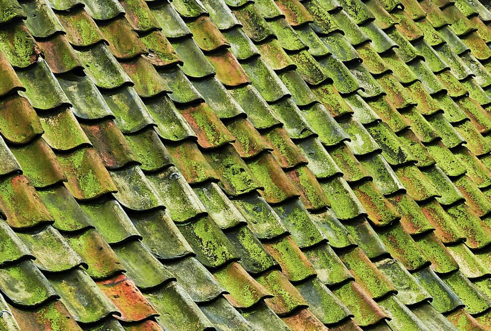 moss on the roof