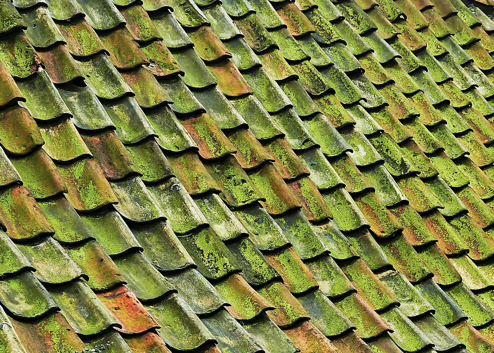 moss on the roof
