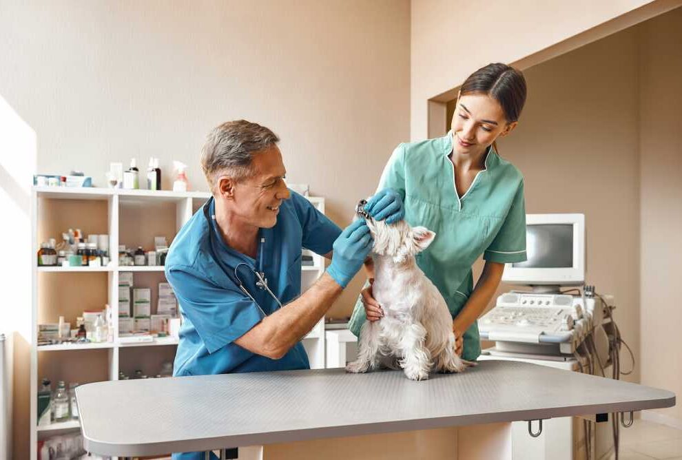 Signs of Oral Cancer in Your Dog