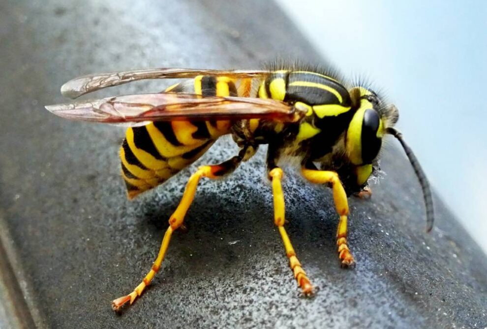 how long do yellow jackets live inside a house