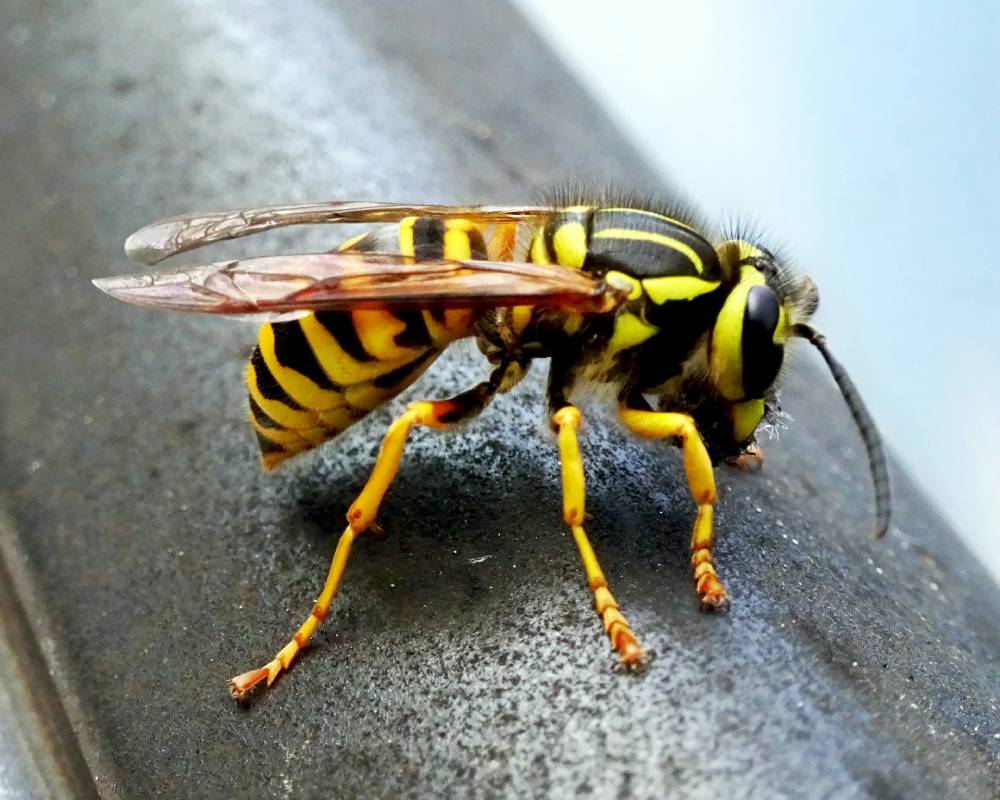 how long do yellow jackets live inside a house