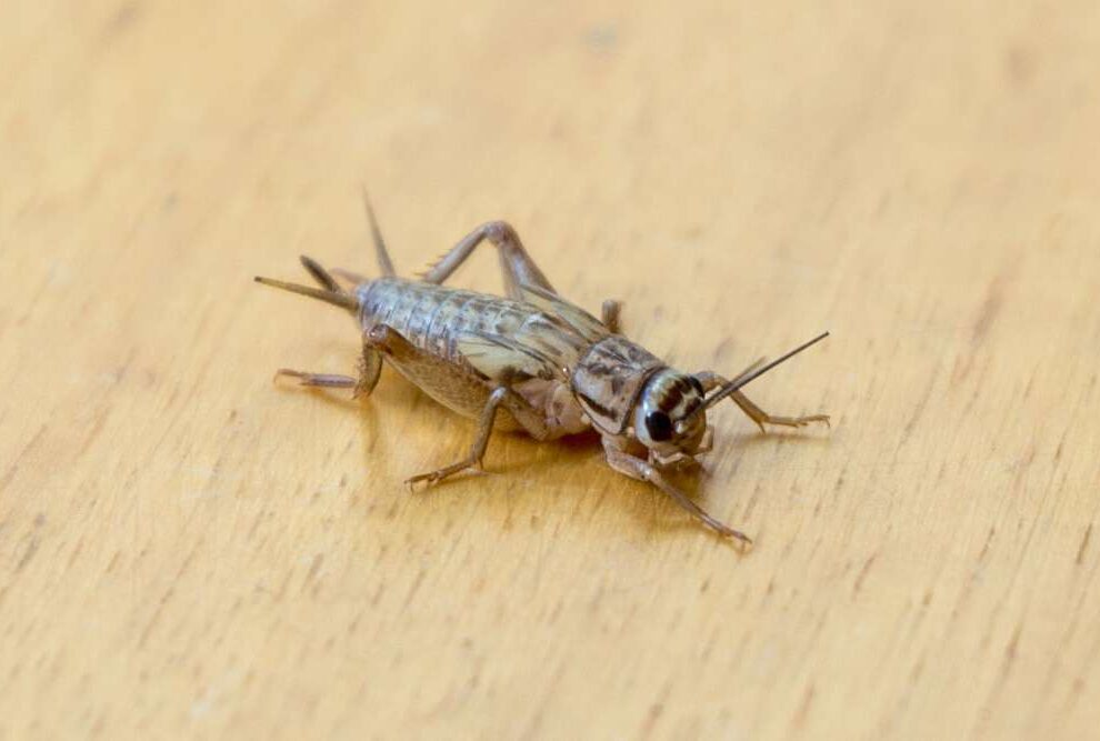 how to get rid of crickets inside house naturally
