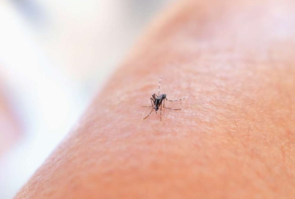 how to get rid of mosquitoes inside the house naturally