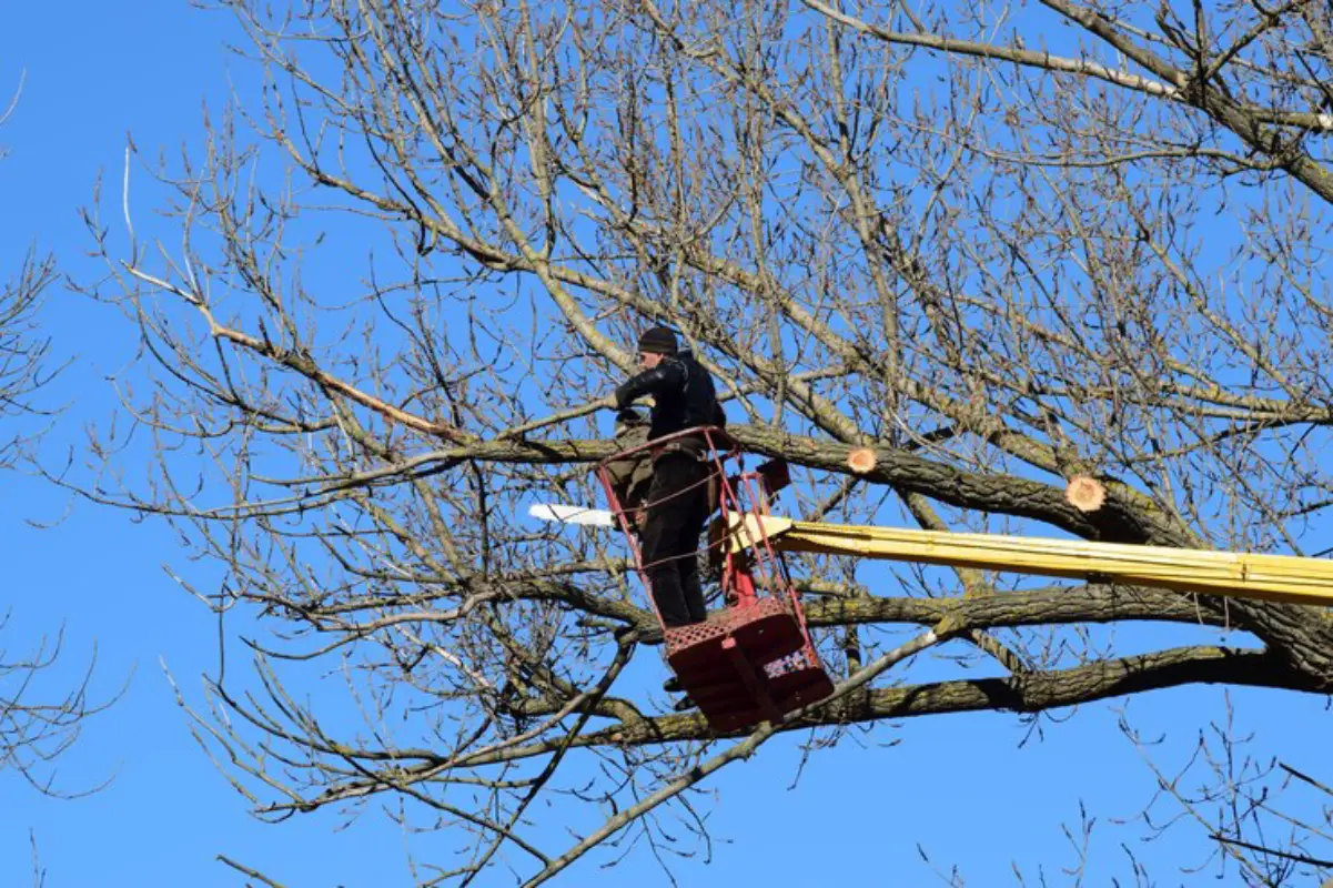 Effective Tree Pruning